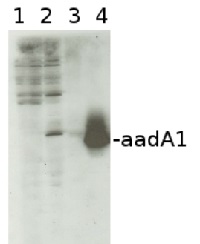 aadA1 | Aminoglycoside adenyltransferase (chloroplast transformation marker) in the group Tag Antibodies / aadA1/BAR/BC2/BirA/CBP/GAL4/GUS/LUC at Agrisera AB (Antibodies for research) (AS09 580)